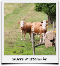 Schwarzwaldhof-Kühe
