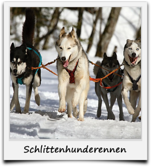 Husky-Schlittenhunderennen Todtmoos