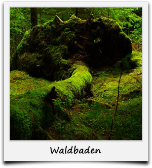 Waldbadezimmer Schwarzwald